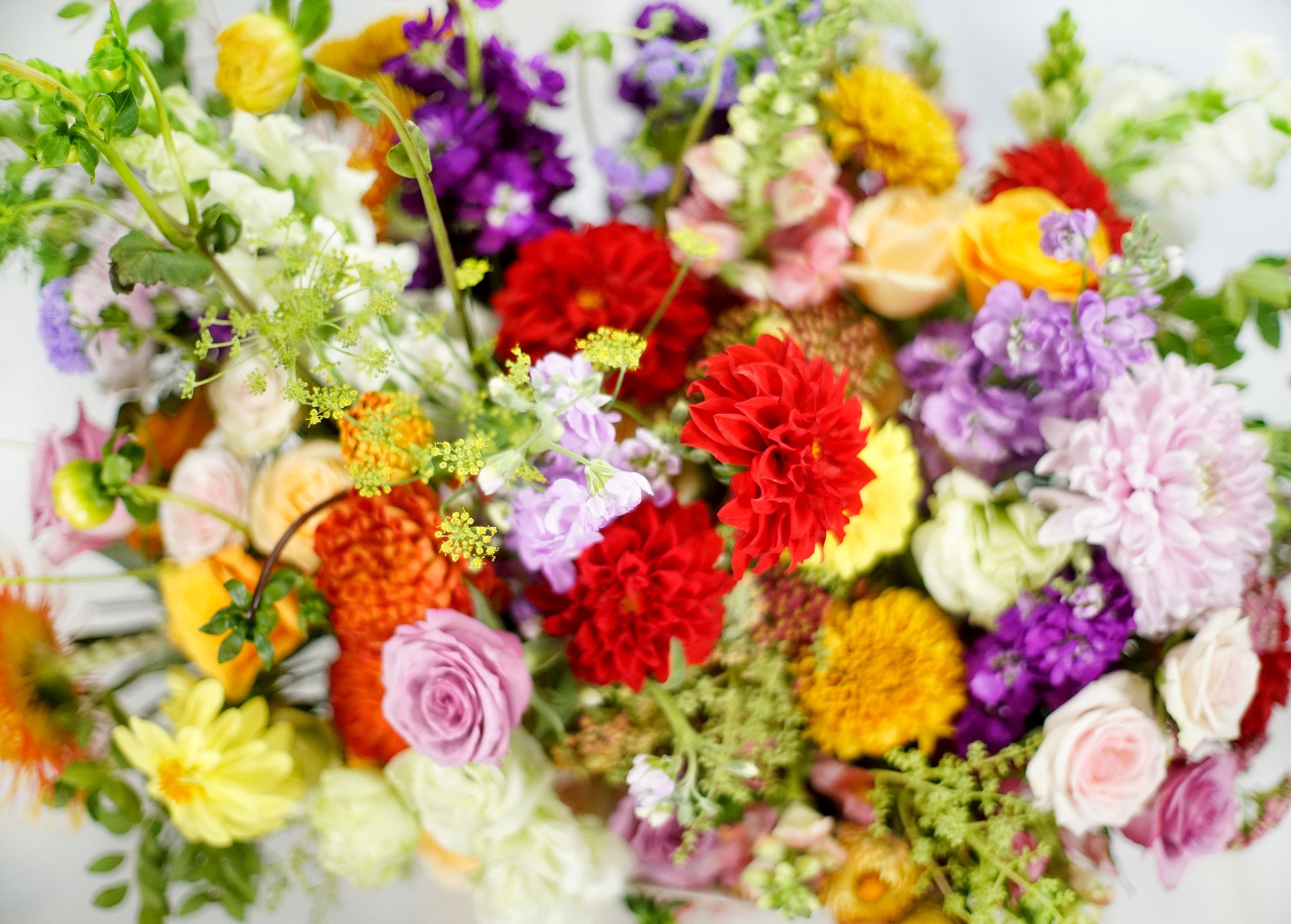 Alegría - REPLETO DE JÚBILO