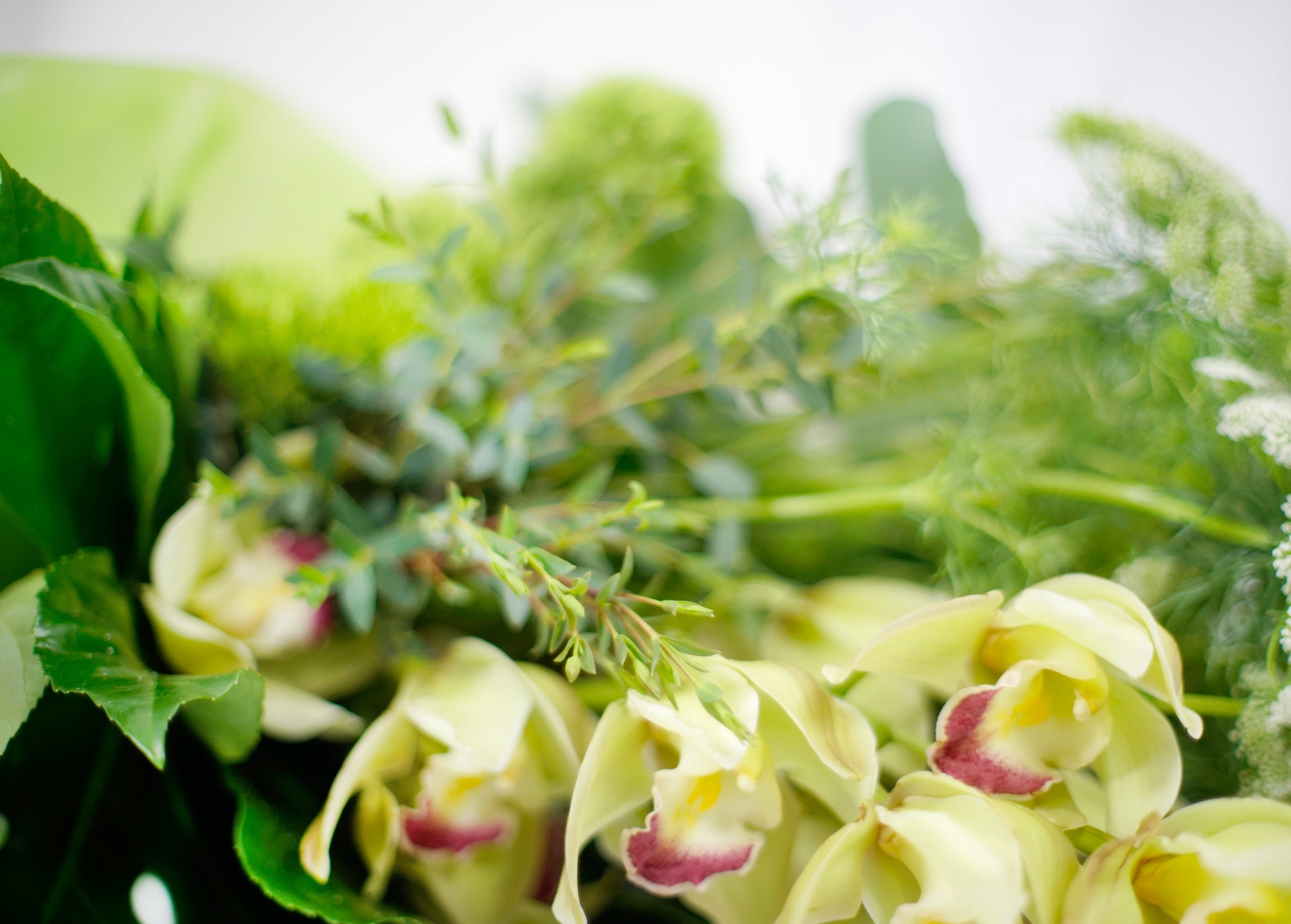 Amazona - LA SENCILLEZ DEL CAMPO