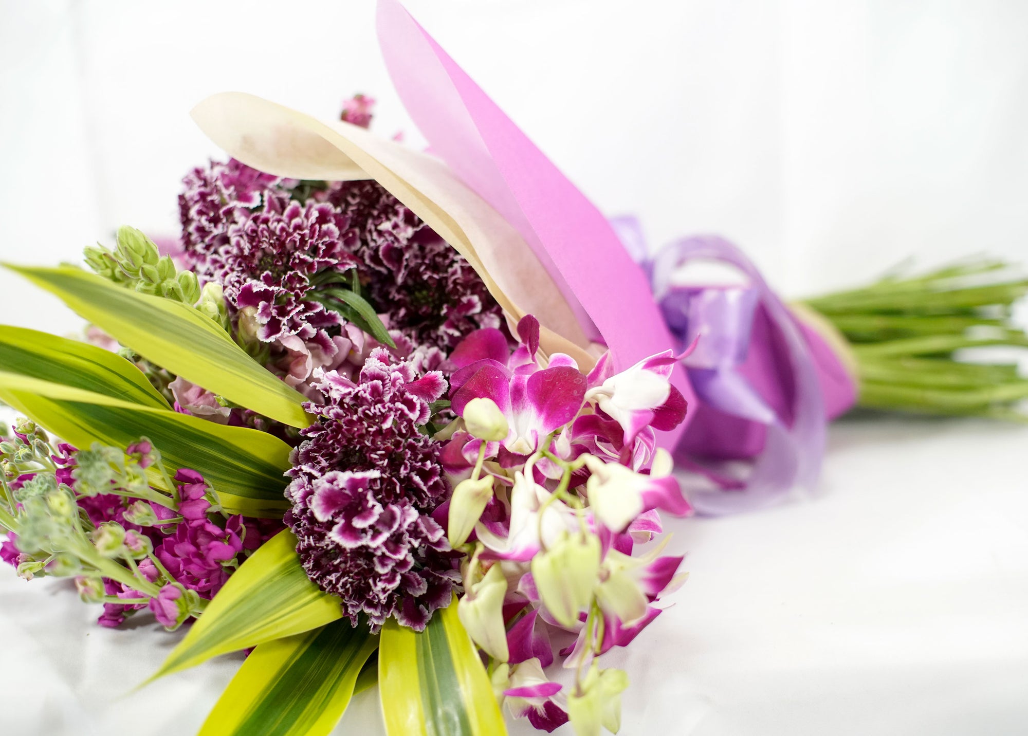 Mirlo Púrpura - ALUMBRAN CON MISTICISMO