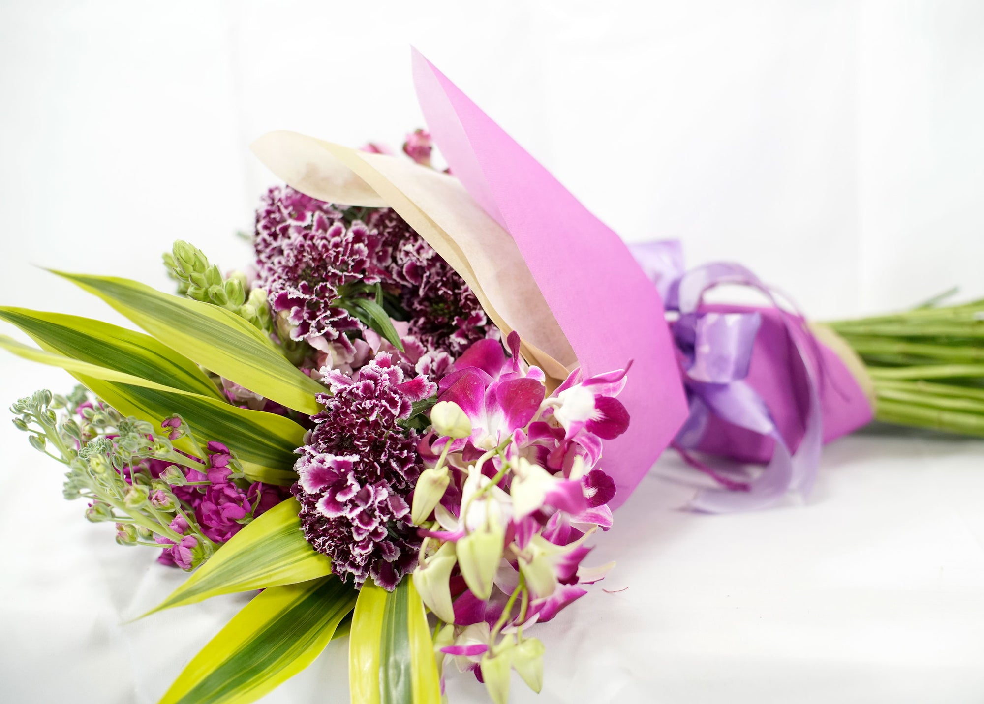 Mirlo Púrpura - ALUMBRAN CON MISTICISMO